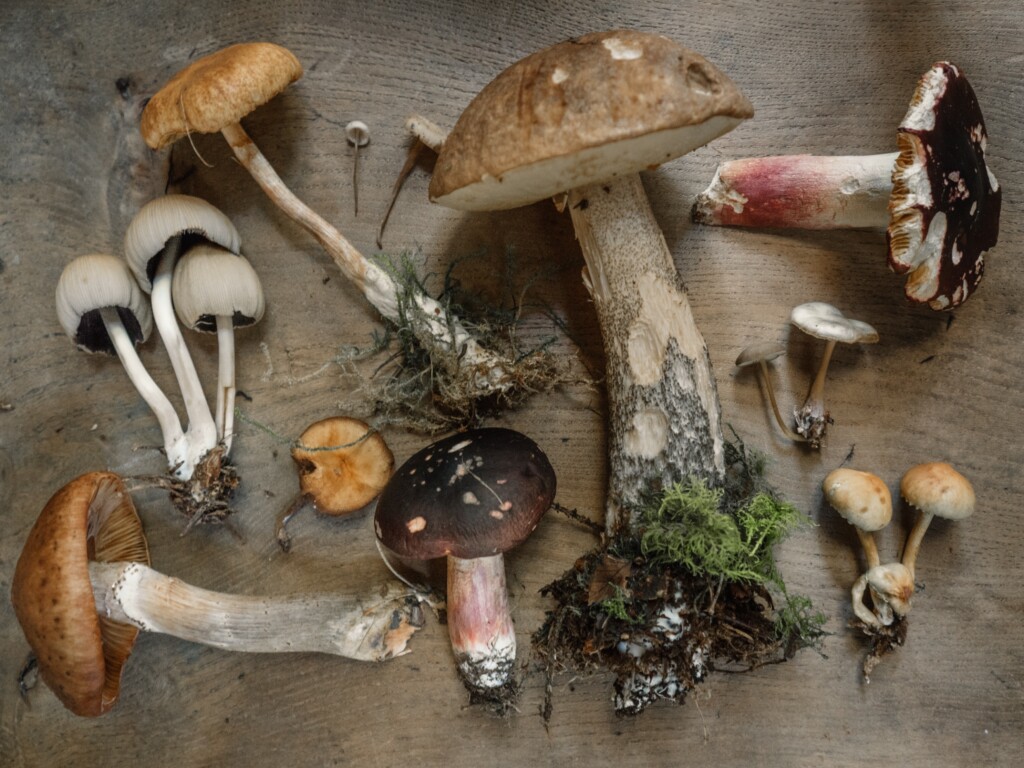mushrooms assorted