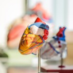 heart health model