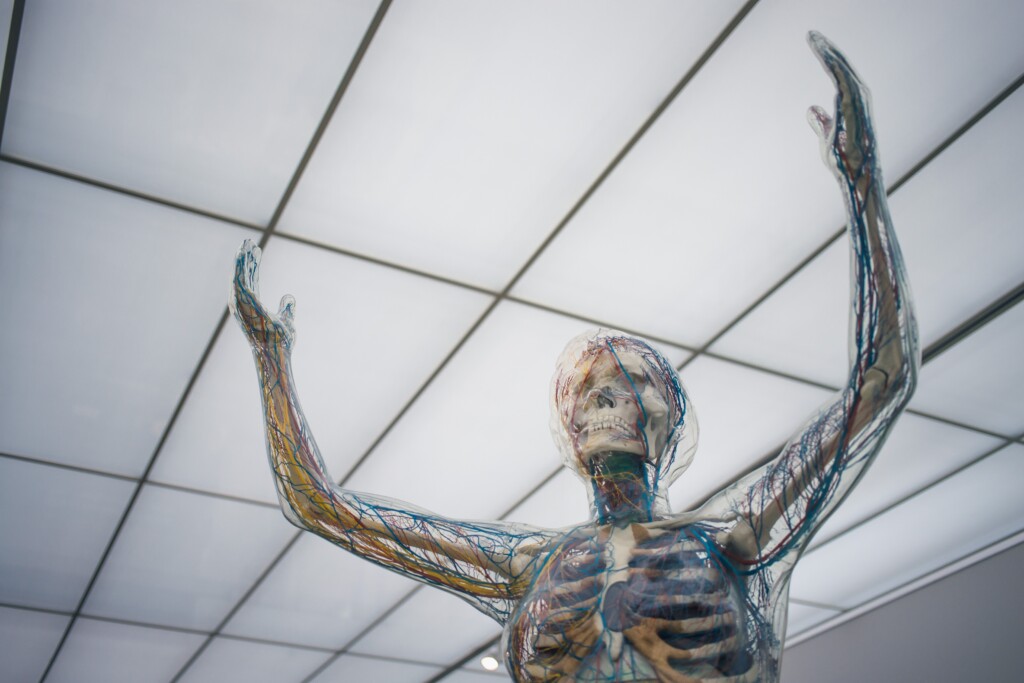 human body skeleton with nerves